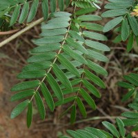 Calliandra surinamensis Benth.